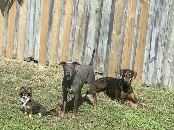 small brown and white dog gray dog and heidi the brown doberman sitting outside