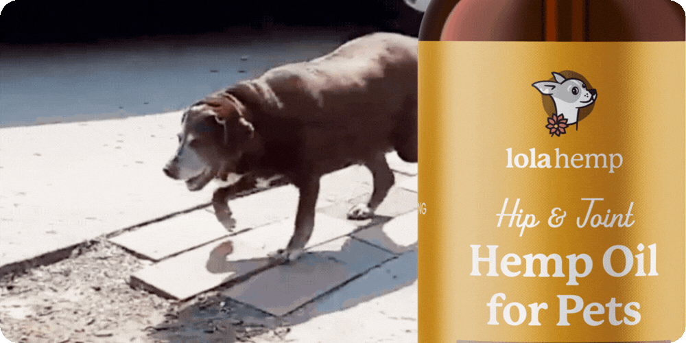 Hip & Joint Oil supporting root-level comfort and mobility in dogs