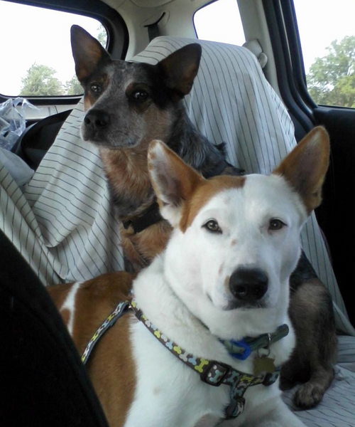 white and brown dog and black and brown dog sitting in a car 