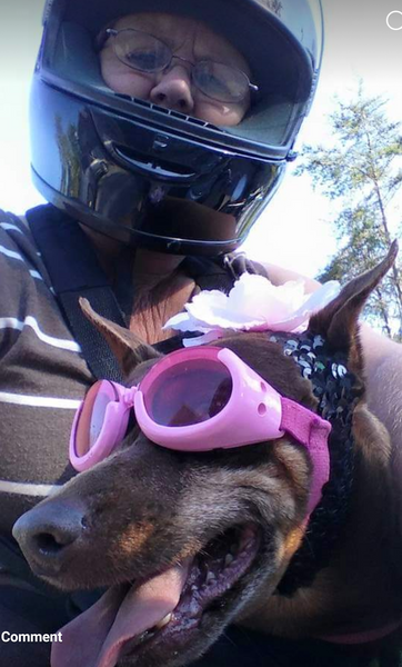 small brown dog Princess wearing pink goggles on motorcycle with owner