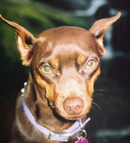 small brown dog Princess staring at camera