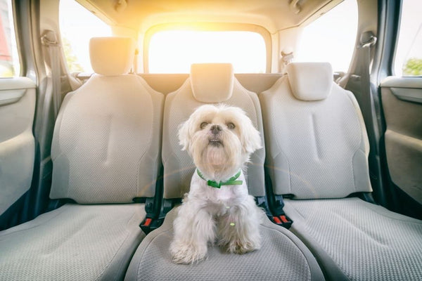 maltese dog sitting in the back of car