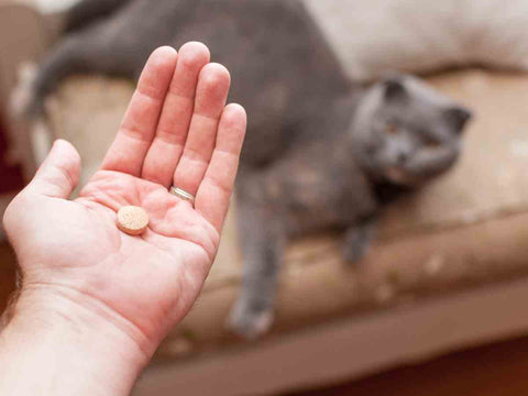 Giving cats dry pills or tablets can cause them to vomit.