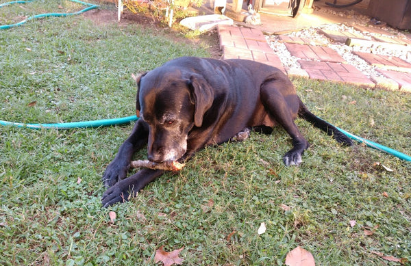 brown lab laying down outside chewing a stick
