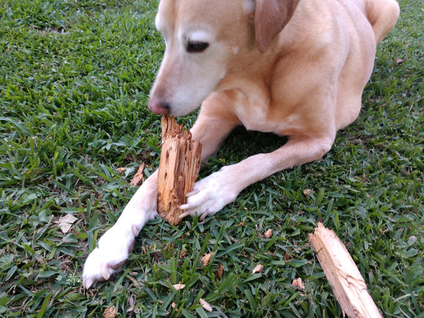 yellow lab laying down outside chewing a stick