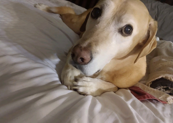 yellow lab laying in bed with paws folded