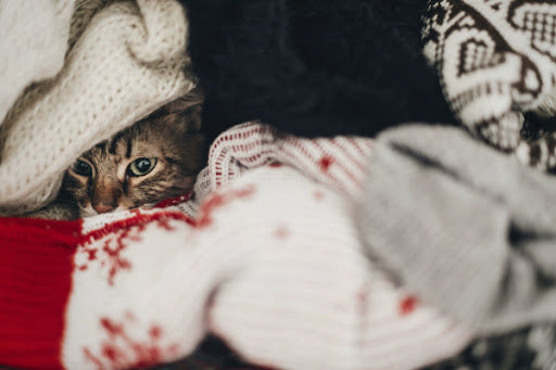 cat hiding in clothes