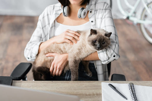 cat lying in owner's arms