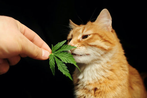 cat smelling a hemp leaf