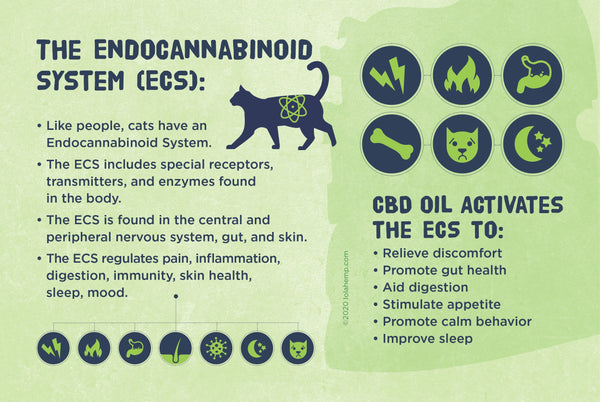 The Endocannabinoid System Infographic