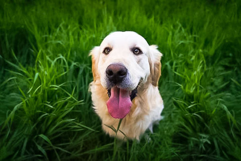 Gold Retriever sitting in lush green grass looking up with their tongue out