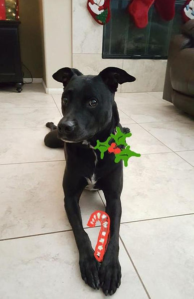 Maddie the big black lab pointer mix laying on white tiled floors 