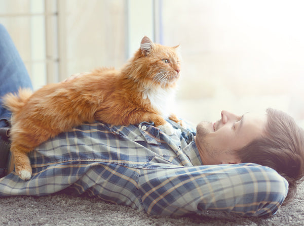 Orange fluffy cat sitting on the chest of a man in a blue plaid shirt