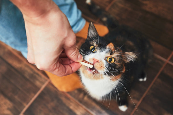 black white and orange cat sitting lookin up biting a treat