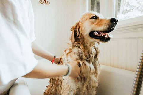 golden retriever happy getting a bath