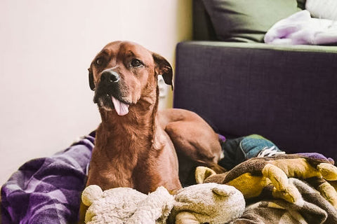 brown dog laying on couch with tongue half out of their mouth