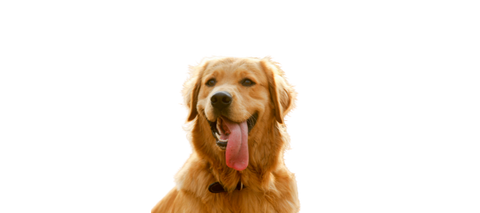 happy golden retriever picture