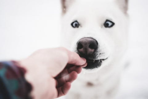 white dog eating a treat out of a hand