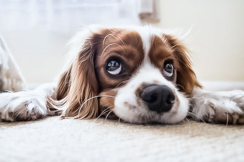 Brown and white dog laying down with eyes looking up