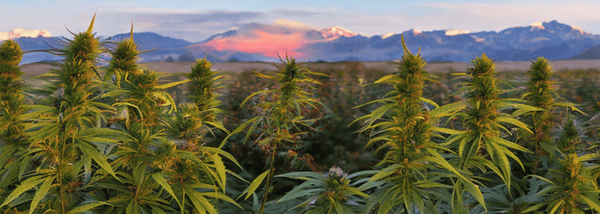 hemp farm, Colorado