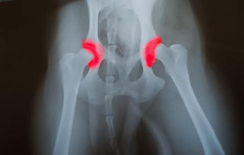 x-ray of dog hips