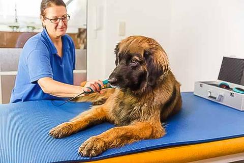 big dog at the veterinarian