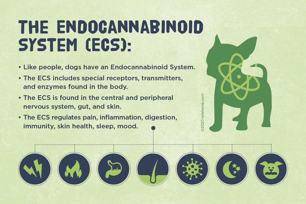 The Endocannabinoid System Infographic