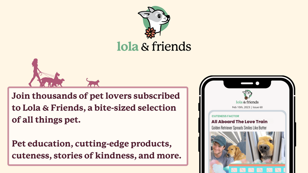 lola and friends newsletter, pet based cuteness