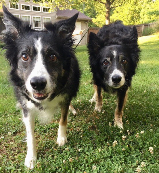 Lily the black and white Border Collie playing outside