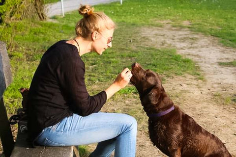 Woman sitting on a bench giving her brown dog a treat for sitting down