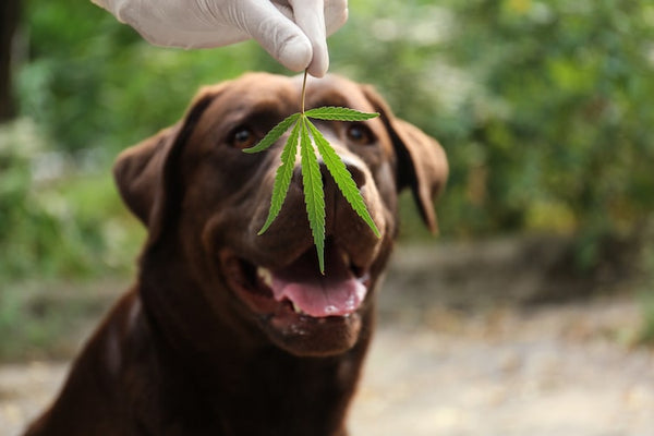 brown labrador retriever sniffing hemp leaf