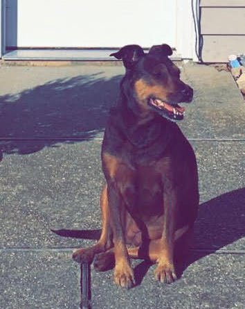 Rayna the brown dog sitting outside in the sun