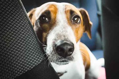 sad dog resting head on car seat