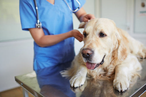 golden retriever dog at veterinarian