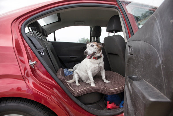 terrier dog sitting in the back of a car