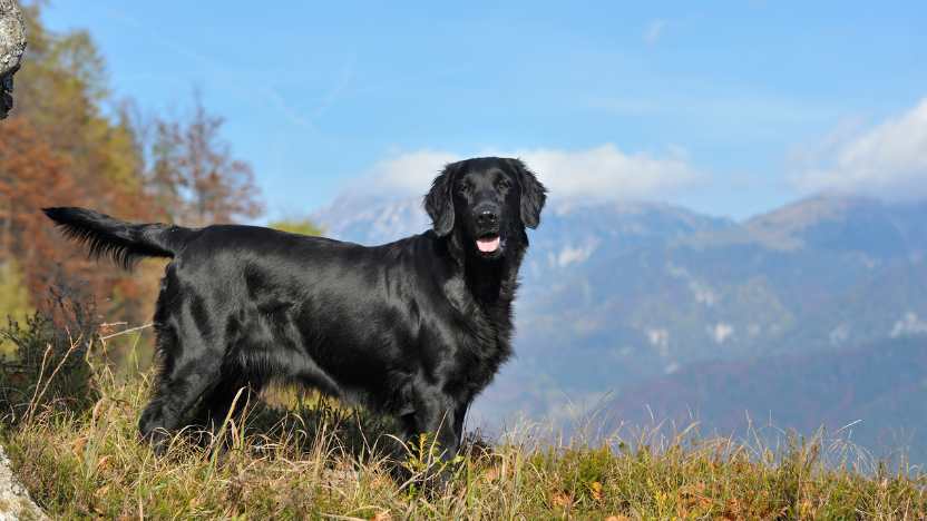This image shows a beautiful flat-coated retriever standing on a mountain top.