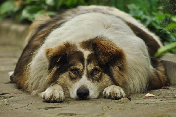 very overweight dog laying down looking sad