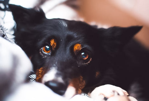 small black and brown dog laying down looking sad