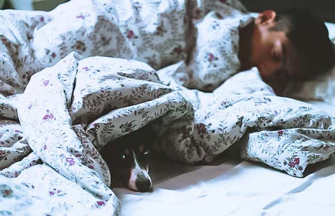 small brown dog hiding under the covers on a bed