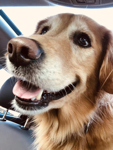 golden retriever Bella smiling in car