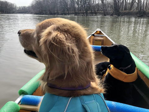 Golden retriever Bella in a canoe with black lab