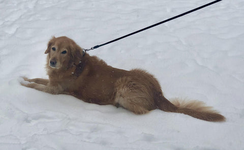 Golden retriever Bella laying down in the snow