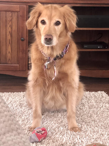 Golden Retriever Bella sitting on gray carpet looking straight ahead