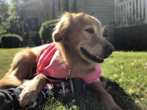 Gold retreiver Bella laying in the grass in the sun wearing a pink tshirt