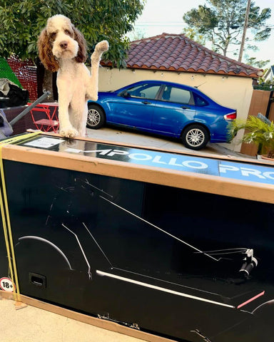 a dog leans on apollo pro cardbox