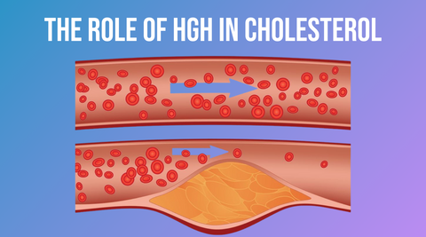 The Role of HGH in Cholesterol 
