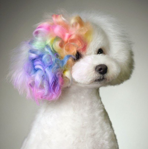 Creative Dog Grooming Products by OPAWZ - Professional and Safe - Page 2