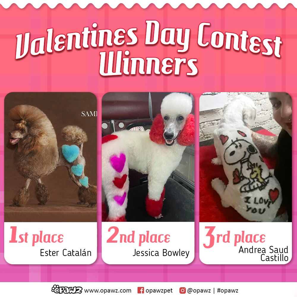 Concurso de peluquería canina de San Valentín