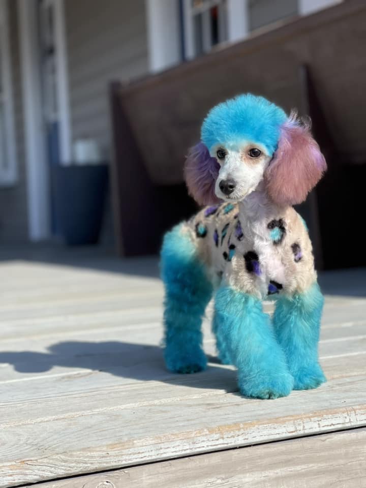 dog safe hair dye