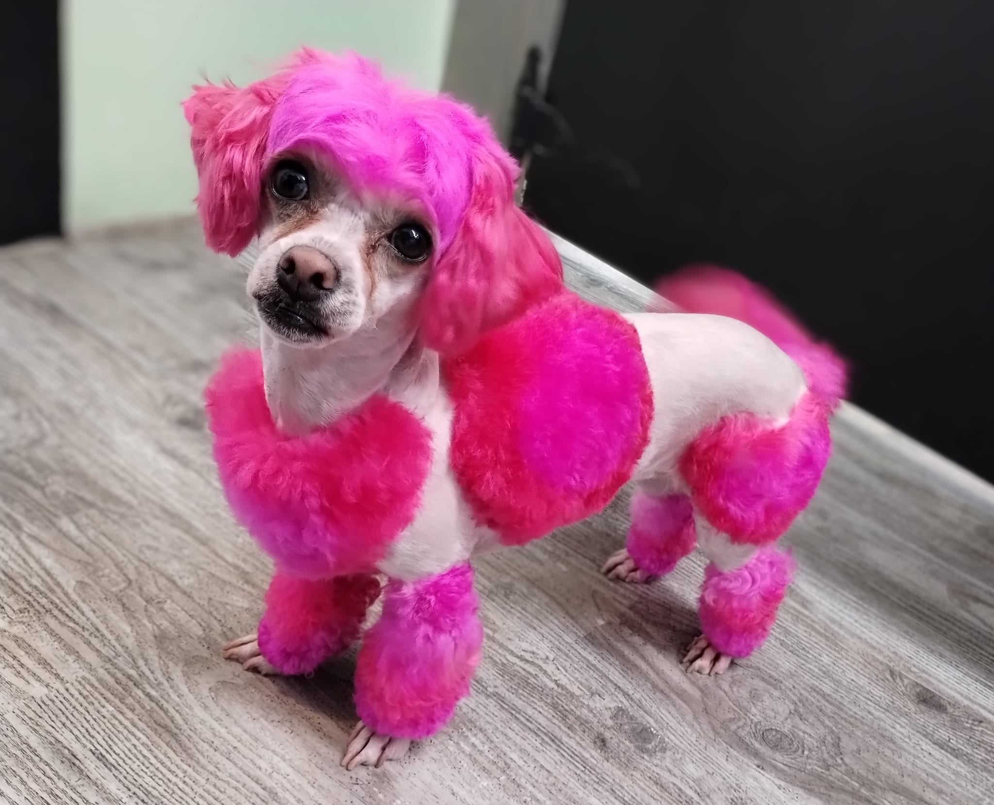 dog safe hair dye